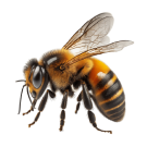 Honey Bee Honey Bee