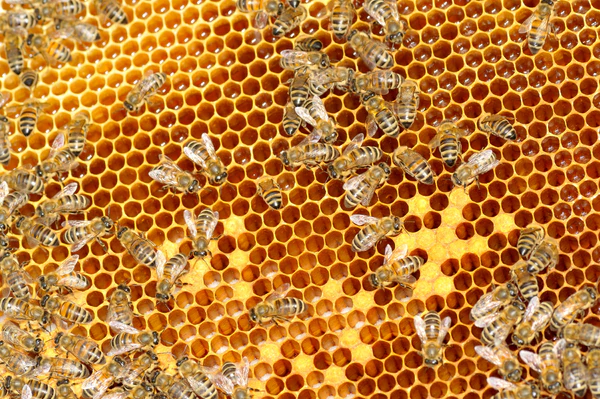 Storage in Honeycomb Cells