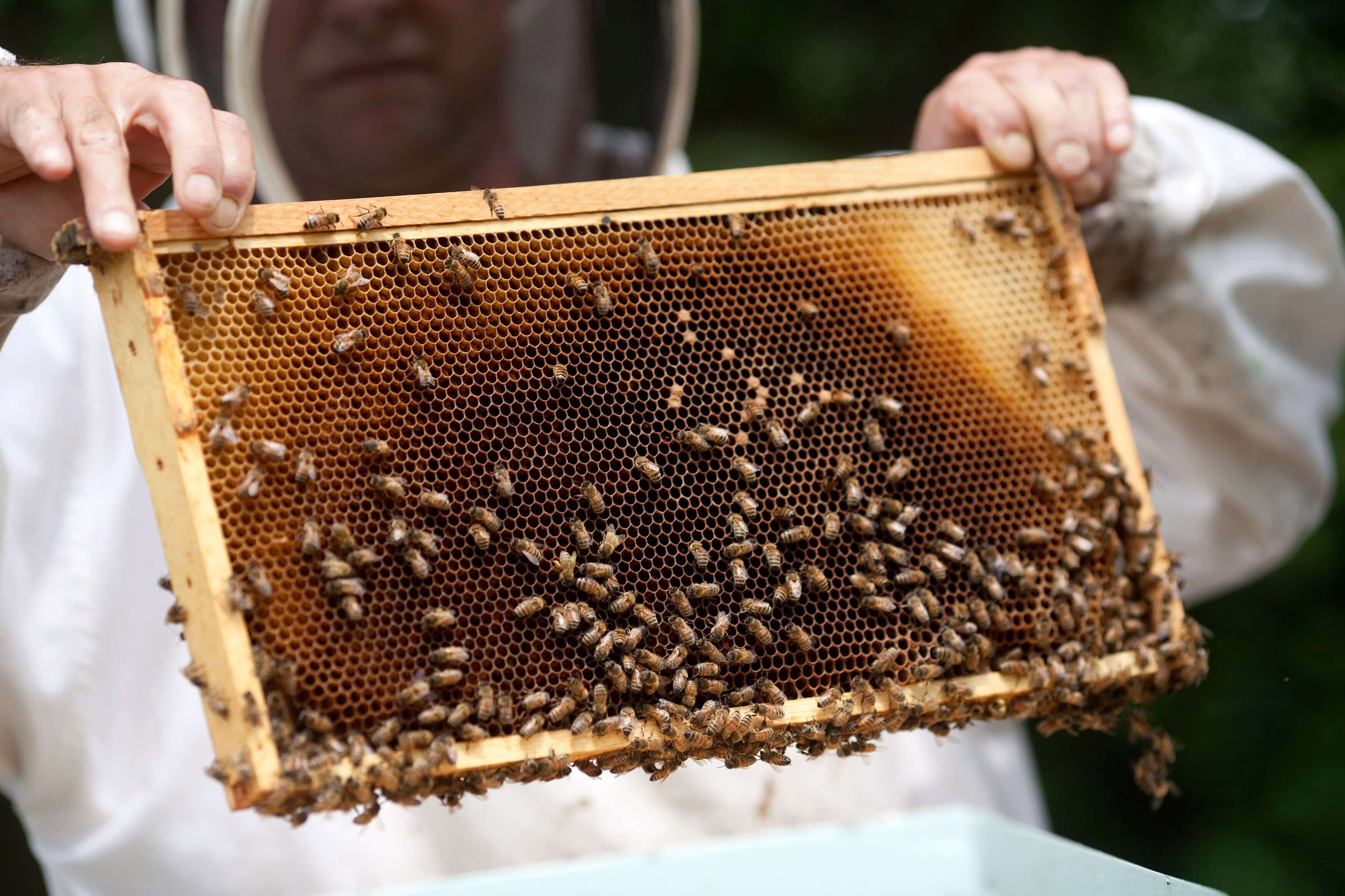 Harvesting Honey by Beekeepers