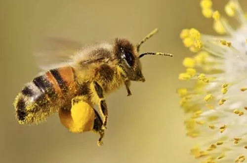 Collection of Nectar