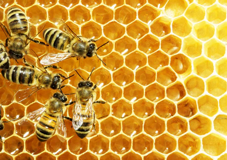 Conversion of Nectar to Honey